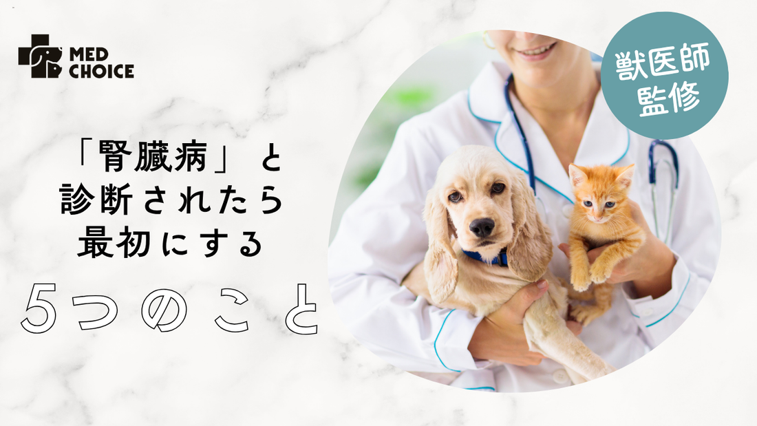 腎臓病と診断されたとき、最初にやるべき5つのこと