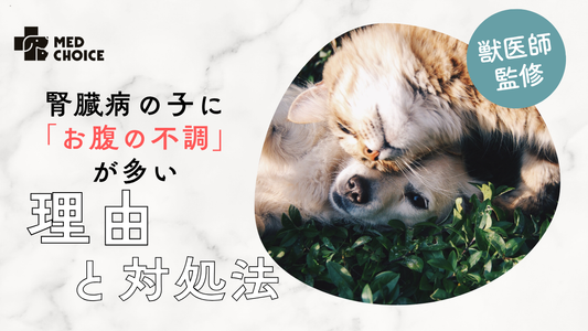 腎臓病の猫・犬に「お腹の不調」が多い理由と対処法