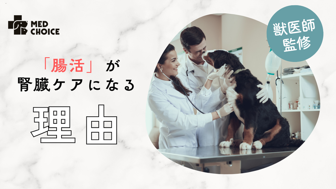 「腸活」が腎臓ケアになる理由
