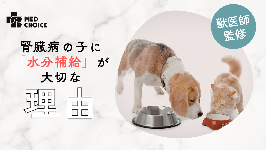 腎臓が悪い猫・犬に水分補給が大切な理由