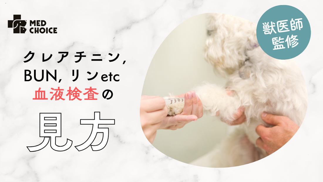 血液検査の見方：BUN・クレアチニン・リンの数値を理解する